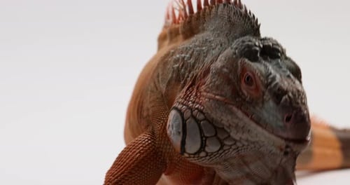 L'iguane vert jette la tête de haut en bas, faisant trembler ses bajoues