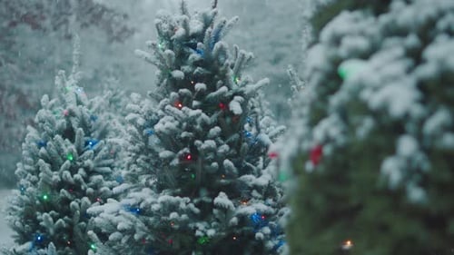Snow Falling on Christmas Trees With Lights