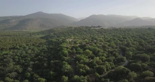 Vue aérienne de la forêt de chênes sur le plateau du Golan et le mont Hermon