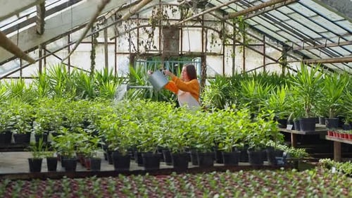 Woman Farmer is Watering Organic Potted Plants in Greenhouse Professional Gardener in Orangery
