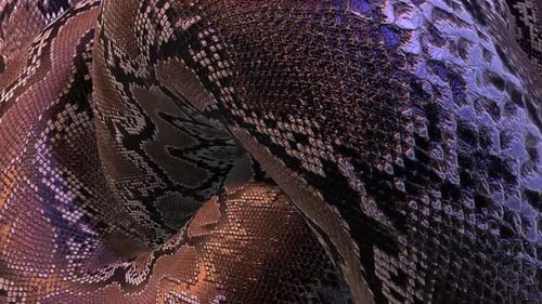 Gros plan des écailles complexes d'un serpent