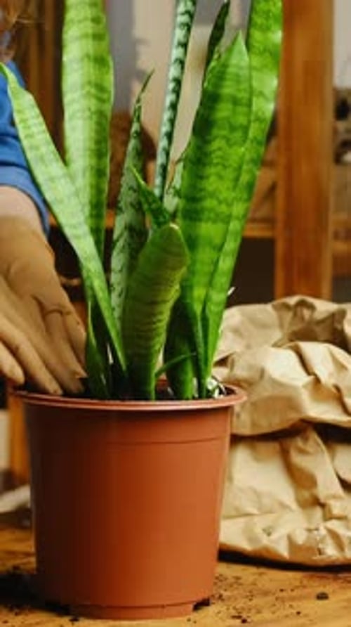 Vidéo verticale : jardinier, mains de jardinier, plante serpent en pot, intérieur, jardinage