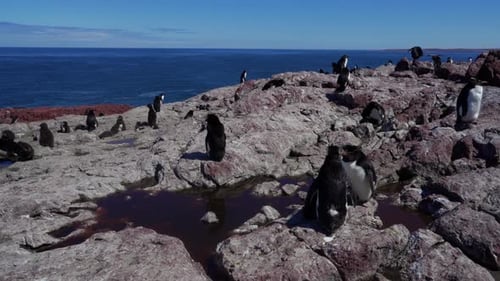 Large Rockhopper Penguin Colony on Penguin Island