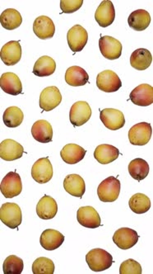 Vertical Falling Pears on White