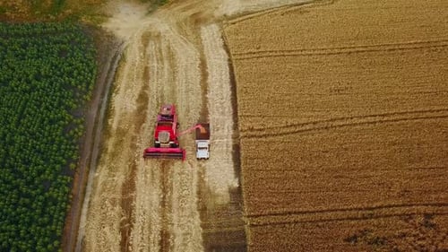 Aerial Drone View Overloading Grain From Combine Harvesters Into Grain Truck in Field Harvester