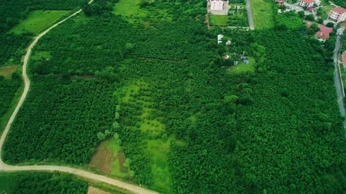 Forest - 2K