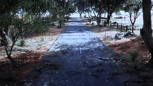 A Scenic Road Lined with Beautiful Trees