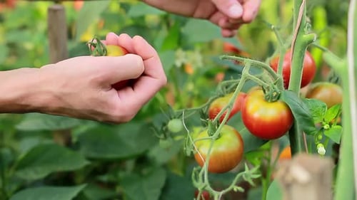 Hands Picking Ripe Tomatoes in Garden
