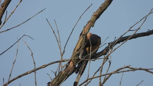 Rufous Treepie Bird perched on a branch