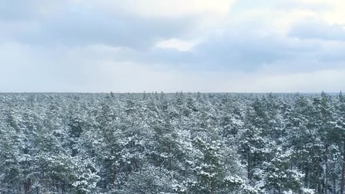 Aerial view of a frozen forest with snow covered trees at winter.