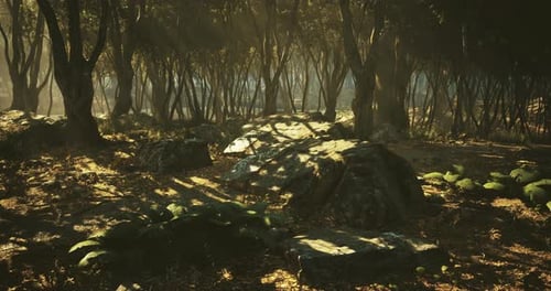 Mysterious Forest with Dappled Sunlight Illuminating Stone and Foliage