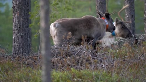 Reindeer Grazing and traveling through nordic forest - Medium long shot