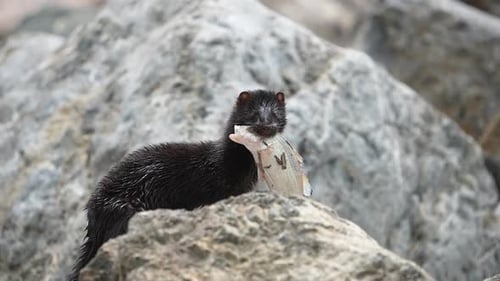 A Mink on top of a rock holding a fish in is mouth as it looks around