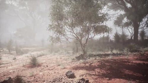 Misty Landscape with Sparse Vegetation in a Remote Australian Outback Setting