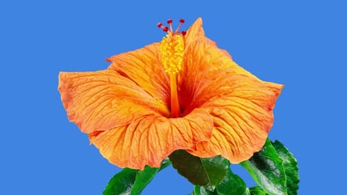 Orange Hibiscus Open Big Flower in Time Lapse. Blooming Neon Red Plant on a Blue Background