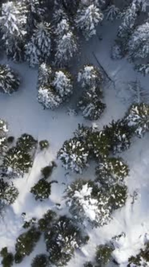 Overhead Winter Forest