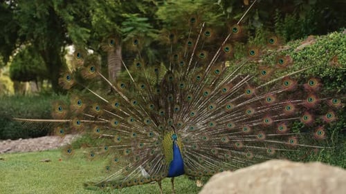 Peacock Displaying Feathers in Lush Garden