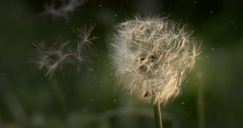 Der
Löwenzahn von Fluffy Seeds fliegt über die Lichtung. Aufgenommen mit einer Superzeitlupenkamera mit 1000 Bildern pro Sekunde.