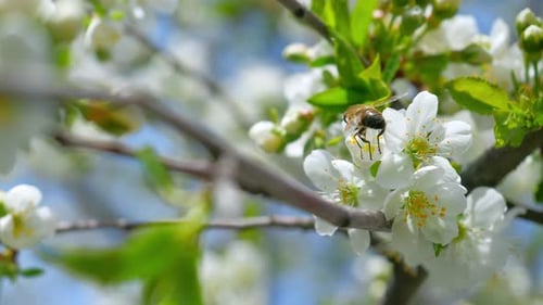 Honeybee on White Blossoms Collecting Pollen on Branch