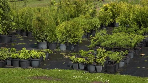 Seedlings put in pots in the nursery. Seedlings for the garden