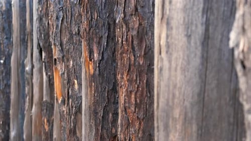 Umzäunung aus Holzstämmen