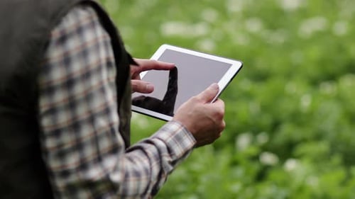 Adult Using Tablet in Green Field