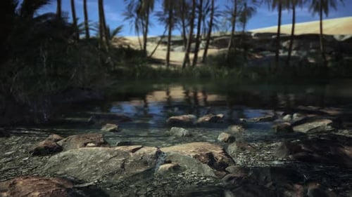 Palm Trees Surround a Serene Pond with Clear Water and Rocky Shore at Dusk