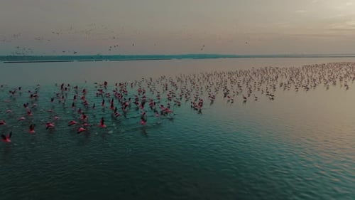 Aerial view of flamingos in water, India.