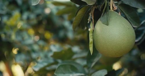 Macro Video of Ripening Pamela Fruit on a Tree in the Garden
