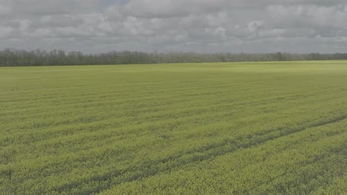 Blooming Rapeseed Field on a Sunny Day Flying Above Stunning Yellow Rape Fields in Spring Aerial