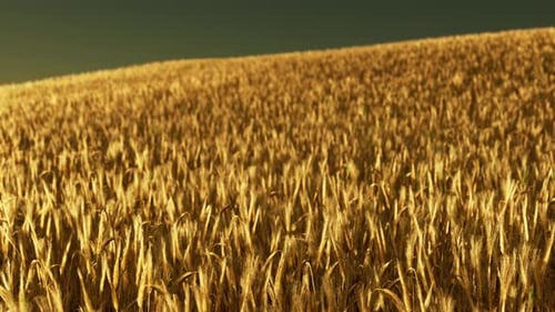 Golden Wheat Field at Sunset