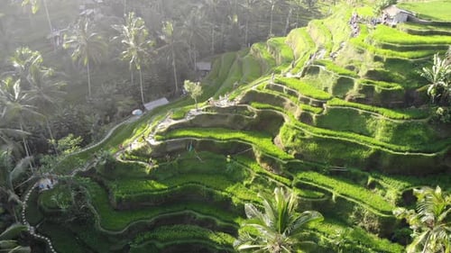 Traditionelle landwirtschaftliche Reisterrasse auf Bali. Drohne erhebt sich und schaut direkt nach unten