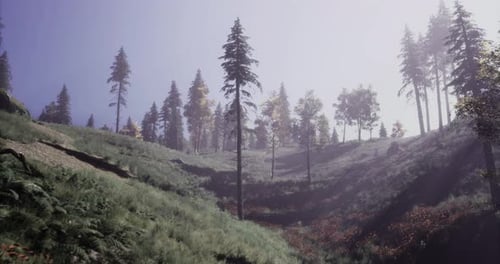 Misty Forest Landscape with Sunlight Filtering Through Tall Trees