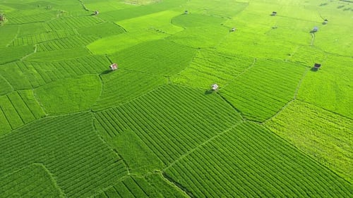 Green rice field