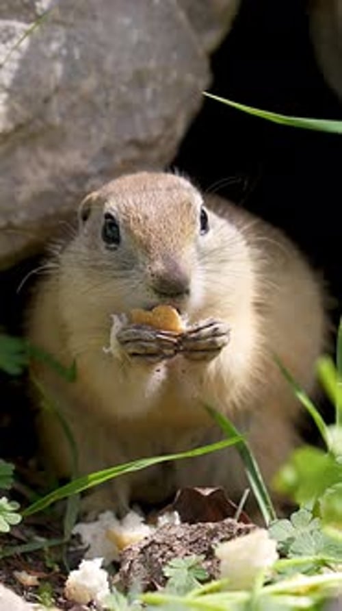 Cute Furry Animal Eating Food Outdoors