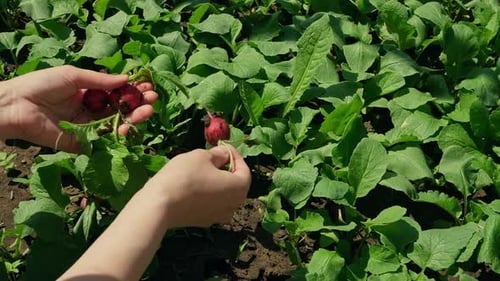 Person Harvesting Radishes From a Veggie Bed Young Woman Harvesting Radishes in Garden Top View Slow