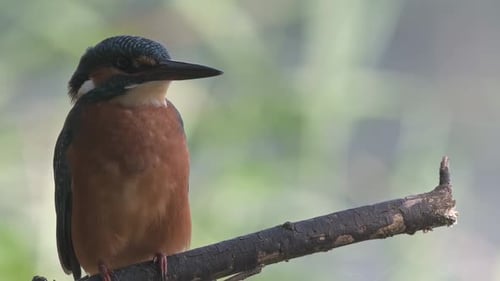 Kingfisher Close-Up Sitting On A Branch, Brown Bird Video