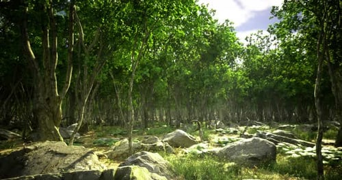 Vibrant Forest with Lush Trees and Textured Rocks in Soft Sunlight