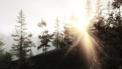 Sunlight Streaming Through the Trees in a Picturesque Forest