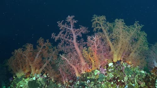 Mix of colorful soft corals on coral reef drop off with dark blue sea as background