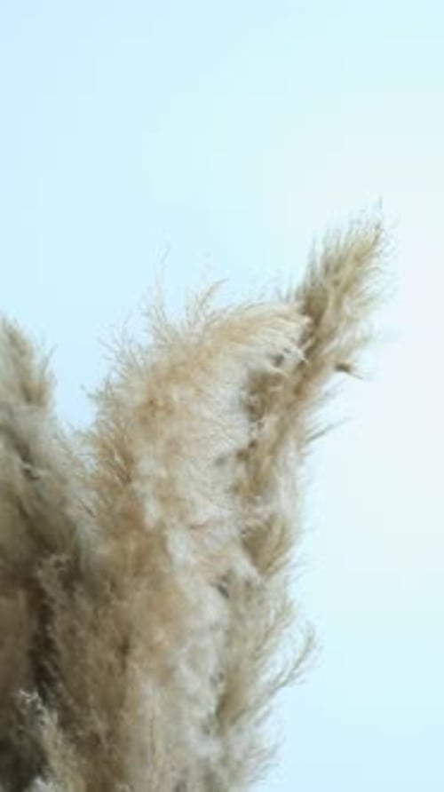 Pampas grass swaying by wind. Close-up fluffy branches. Neutral background with copy space.