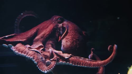 Großer herrlicher Oktopus schwebt auf schwarzem Hintergrund