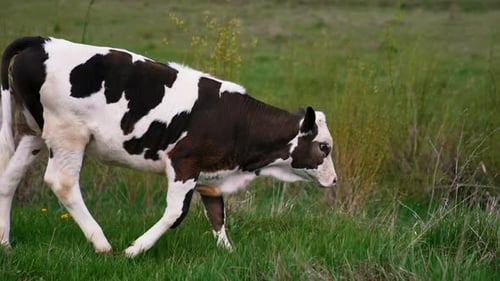 Cattle. Cow grazing on a pasture.
