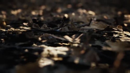 CGI render of dry dead leafs laying on ground in rural forest, light rays. Slow dolly focus rack for