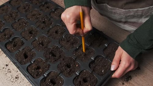 Methodical Preparation For Planting Seeds Using Pencil To Create Holes In Tray On Worktable