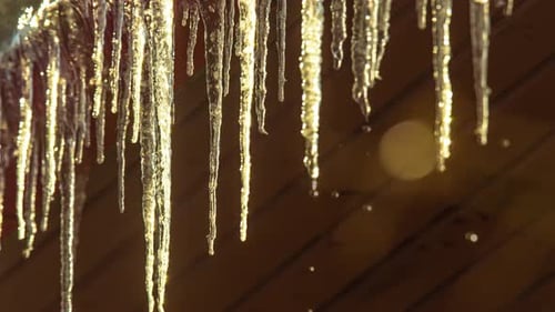Trips falling from melting icicles while sunlight moves. Timelapse shot