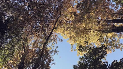 Looking Up Into Autumn Forest, Trees Growing In The Sky - low angle, rotate