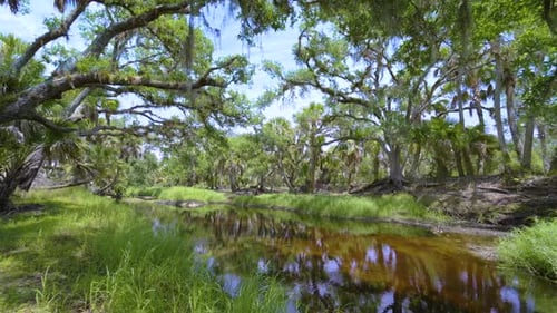 Subtropical Jungles Wild Vegetation with Wetland River and Green Palm Trees in Southern Florida USA