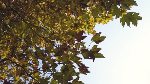 Gelbe und orange Herbstblätter des Ahornbaums. Weht im Park bei Sonneneinstrahlung leicht vom Wind.