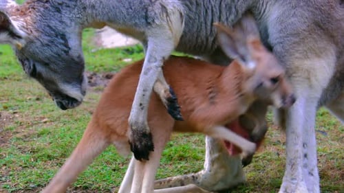 Baby Joey Kangaroo met sa tête dans la poche de sa mère et s'en va